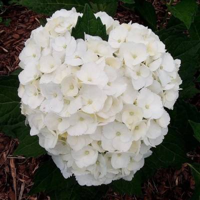 гортензия крупнолистная Мадам Эмиль Мулье, С2 - Dolinasad.by