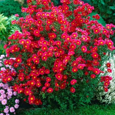 Астра новоанглийская Кримсон Брокад - Dolinasad.by