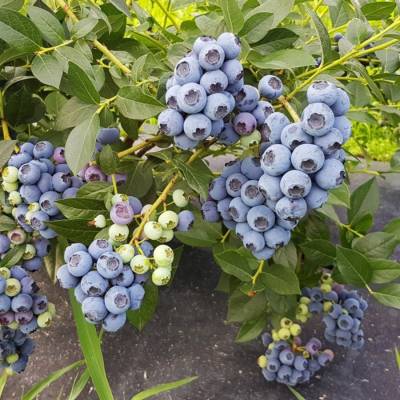 Голубика Аврора - Dolinasad.by