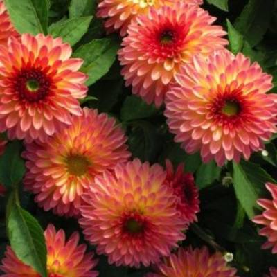 Георгина Делайт Глоу - Dolinasad.by