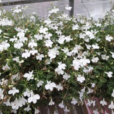 Лобелия Анабель Шоу Вайт - Dolinasad.by