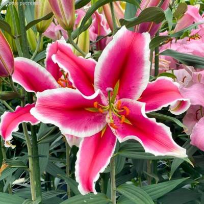 Лилия Эль Капитан - Dolinasad.by