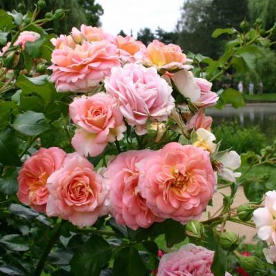 Роза штамбовая Консерто 94 - Dolinasad.by