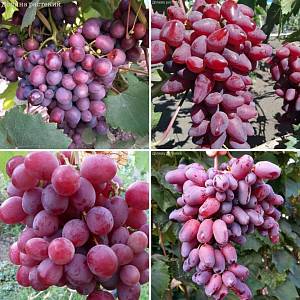 Комплект саженцев винограда Красно-Розовый - Dolinasad.by