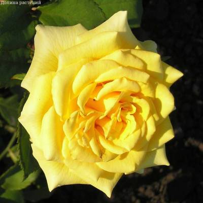 Роза Ландора в горшке - Dolinasad.by