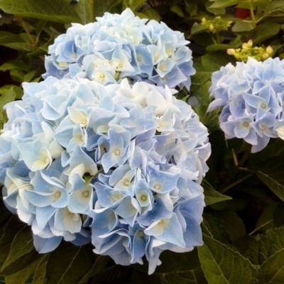 Гортензия крупнолистная Анконг - Dolinasad.by