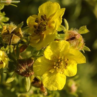 Лапчатка кустарниковая Голдтеппич. С3 - Dolinasad.by