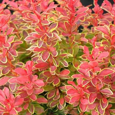 Барбарис Тунберга Оранж Санрайз, С3 - Dolinasad.by