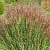 Мискантус китайский Аутумн Ред , C3 фото