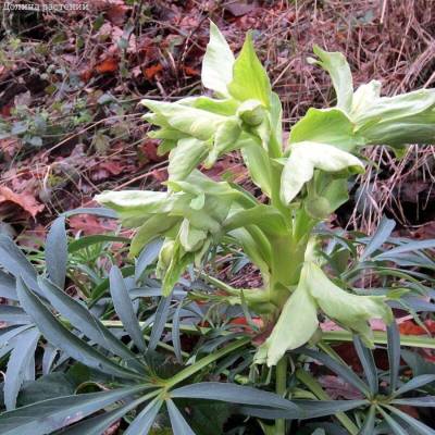 Морозник вонючий Морозник вонючий - Dolinasad.by