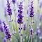 Лаванда, С3 - Dolinasad.by