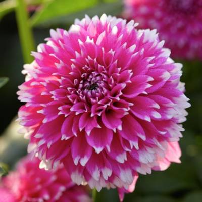 Георгина Фаззи Ваззи - Dolinasad.by