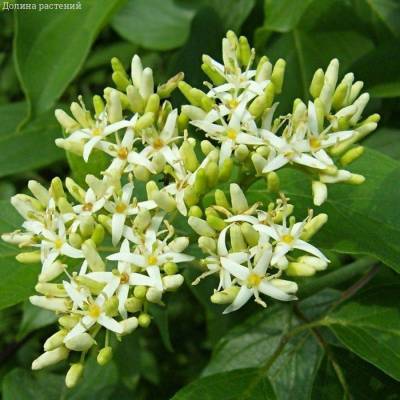 Дерен душистый Блю Клауд, С2 - Dolinasad.by