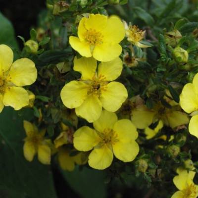 Лапчатка кустарниковая Лонгакр, С3 - Dolinasad.by