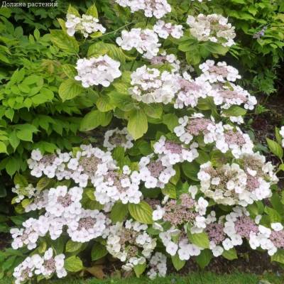 Гортензия крупнолистная Ланарт Уайт, С2 - Dolinasad.by