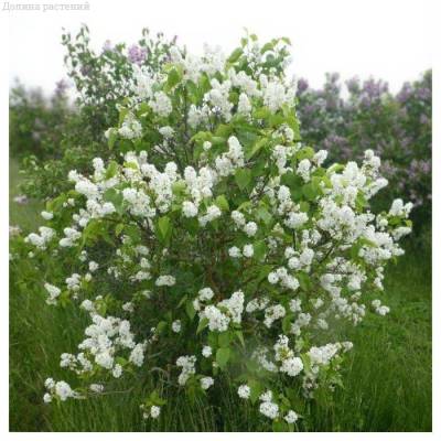 Сирень  Мадам Флорен Степман, С3 - Dolinasad.by