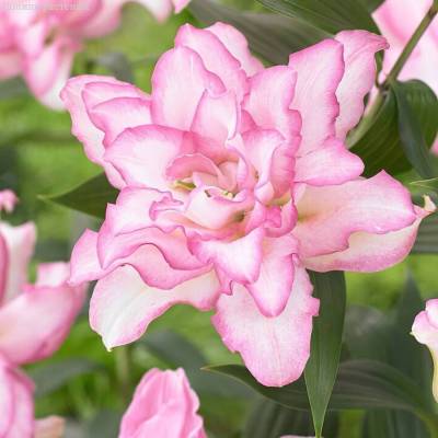 Лилия Роузлили Аннушка - Dolinasad.by