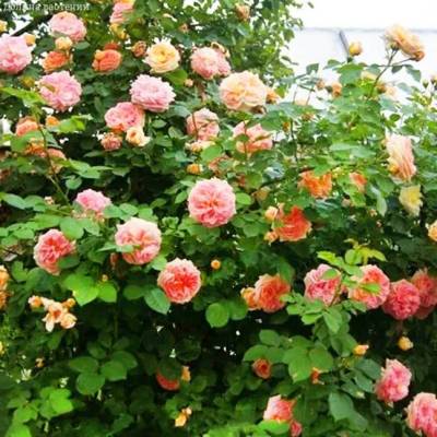 Роза Алхимик в горшке - Dolinasad.by