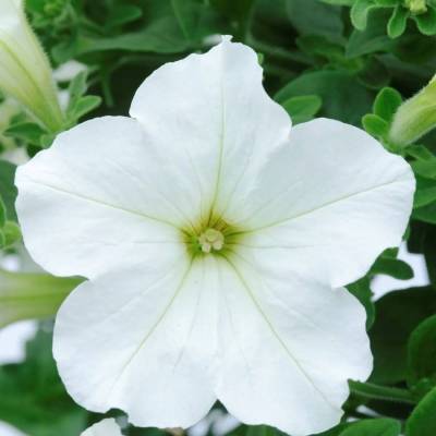 Петуния Престо Вайт - Dolinasad.by