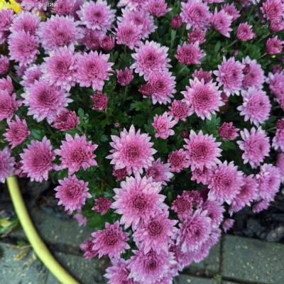 Хризантема мультифлора Пинк - Dolinasad.by