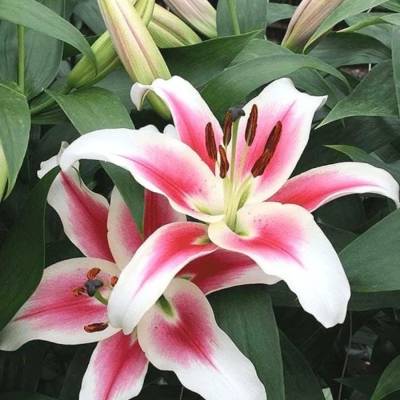 Лилия Кэнди Клаб - Dolinasad.by