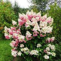 Гортензия метельчатая Конфетти, С7,5 фото