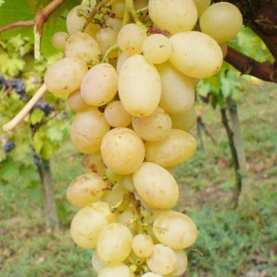 Виноград Афус Али - Dolinasad.by