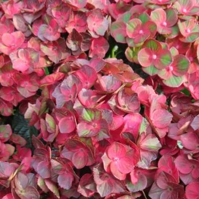 Гортензия крупнолистная Ребелион Чоко Лав - Dolinasad.by