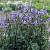 Синюха езоэнская Брессинхам Пурпл - Dolinasad.by