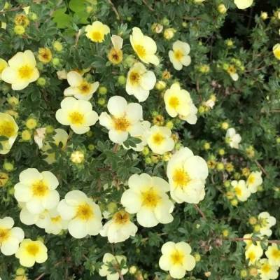 Лапчатка Крем Брюле, С1,5 - Dolinasad.by