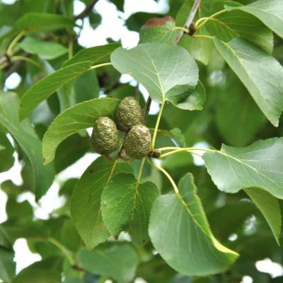 Ольха сердцелистная, С3 - Dolinasad.by