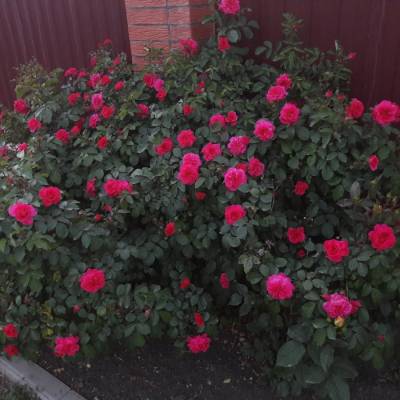 Роза Сангрия - Dolinasad.by