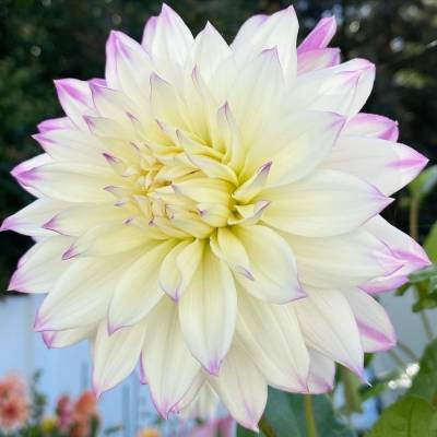 Георгина Фернклифф Иллюжн - Dolinasad.by