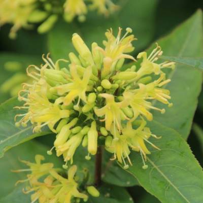 Диервилла сидячелистная Баттерфляй, С3 - Dolinasad.by