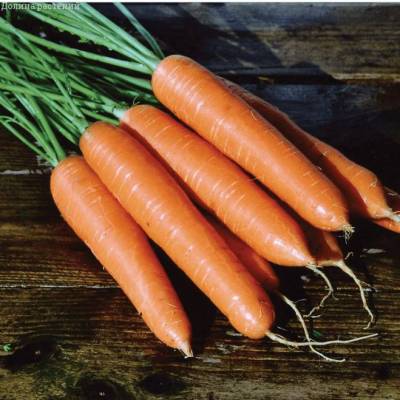 Морковь (Лента) Берликум Роял фото
