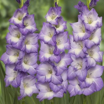 Гладиолус Нори - Dolinasad.by