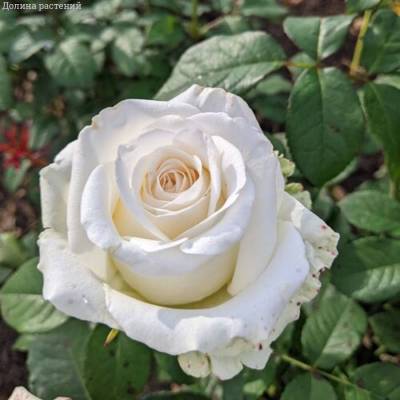 Роза Прауд в горшке - Dolinasad.by