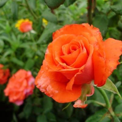 Роза Джелика в горшке - Dolinasad.by