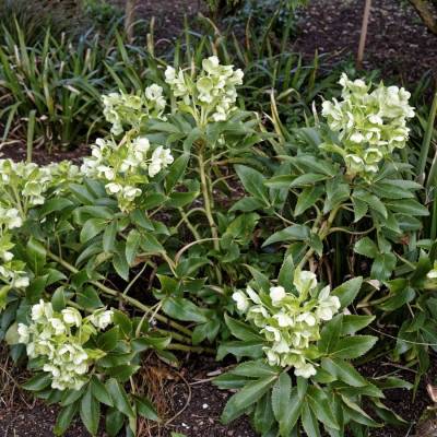 Морозник падуболистный - Dolinasad.by