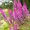 Астильба китайская Пурпуркерце - Dolinasad.by