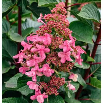 Гортензия метельчатая Инфинити, С3 - Dolinasad.by