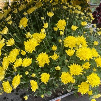 Хризантема мультифлора Бранфонтей Еллоу - Dolinasad.by