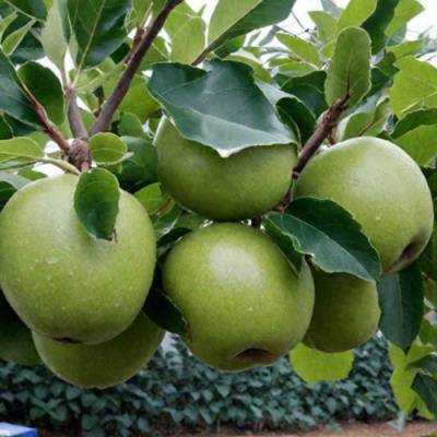 Яблоня Грэнни Смит - Dolinasad.by