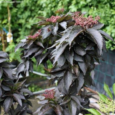 Бузина черная Блек Тауэр, С3 - Dolinasad.by