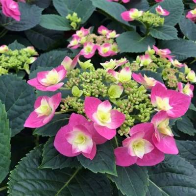 Гортензия крупнолистная Флейм Хот Пинк, С2 - Dolinasad.by