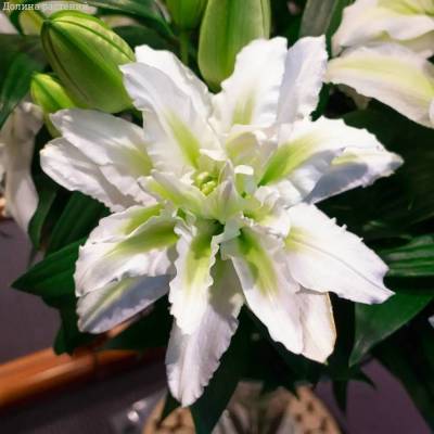 Лилия Роузлили Аиша Лилия Роузлили Аиша - Dolinasad.by