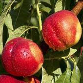 Нектарин Фантазия - Dolinasad.by