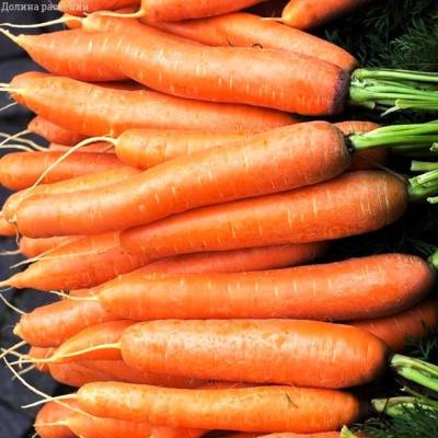 Морковь на ленте Амстердамска фото