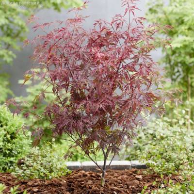 Клен пальмолистный Роял Гарнет - Dolinasad.by