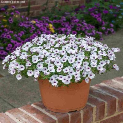 Петуния Баблс Вайт - Dolinasad.by